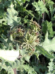 Cirsium fontinale obispoense