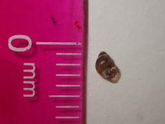 Phasianellidae