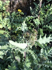 Cirsium fontinale obispoense