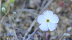Linanthus dichotomus