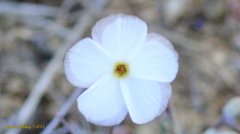 Linanthus dichotomus
