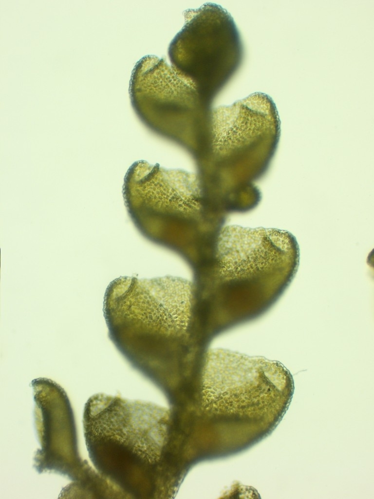 Radula aneurismalis