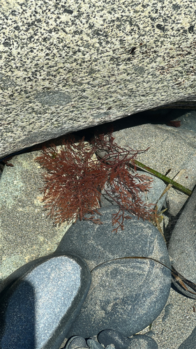 Pterochondria woodii observed 2026-06-19