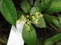 Causonis japonica