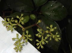 Causonis japonica