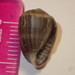 Salt Marsh Snail - Photo (c) Alex Bairstow, some rights reserved (CC BY-NC), uploaded by Alex Bairstow