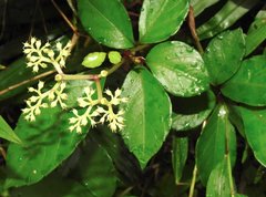 Causonis japonica