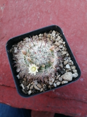 Mammillaria gilensis