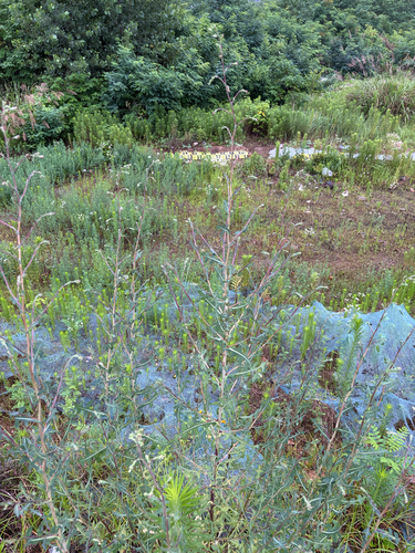 prickly lettuce