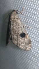 Abablemma brimleyana