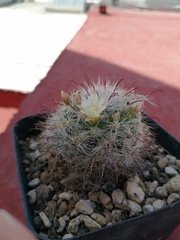 Mammillaria gilensis