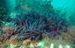Zoanthus robustus