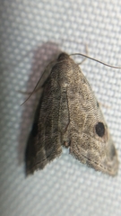 Abablemma brimleyana