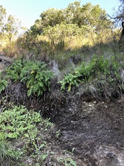 Cirsium fontinale obispoense
