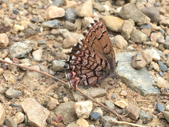 Callophrys