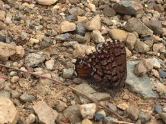 Callophrys