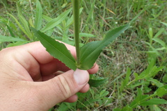 Physostegia intermedia