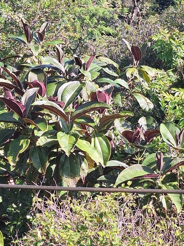 Miconia calvescens observed 2026-06-20