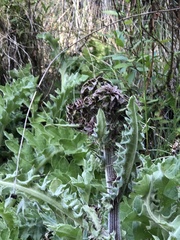 Cirsium fontinale obispoense
