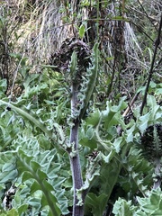Cirsium fontinale obispoense