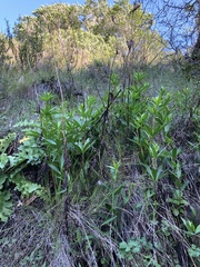 Cirsium fontinale obispoense