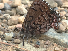 Callophrys