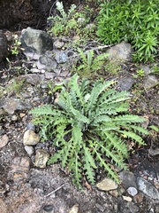 Cirsium fontinale obispoense