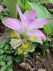 Curcuma