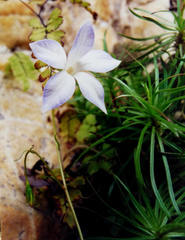 Wahlenbergia matthewsii