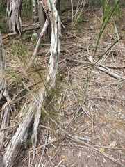 Austrostipa ramosissima