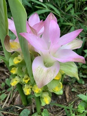 Curcuma