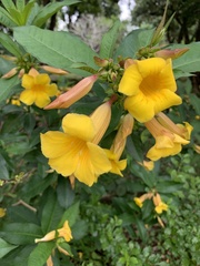 Allamanda schottii