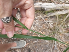 Austrostipa ramosissima