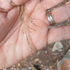 Austrostipa ramosissima
