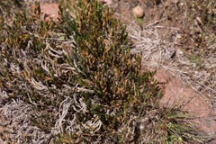 Selaginella corallina