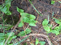 Chiloglottis curviclavia