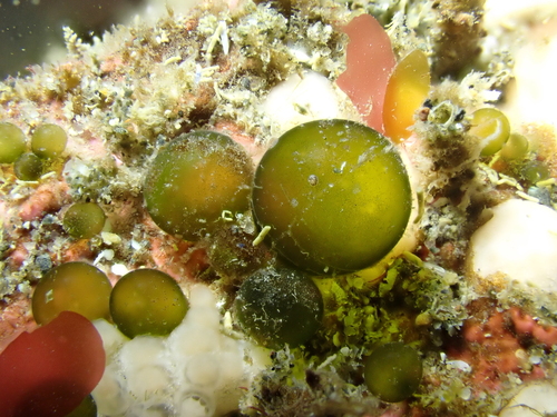 Derbesia marina observed 2026-06-13