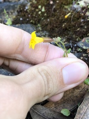 Erythranthe serpentinicola