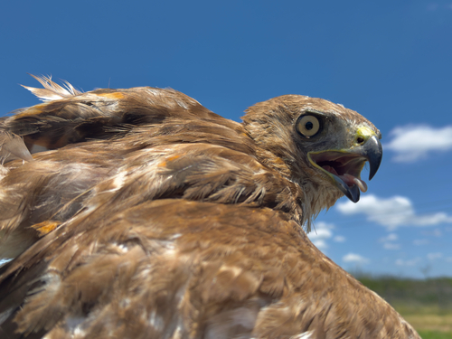 Red-tailed Hawk