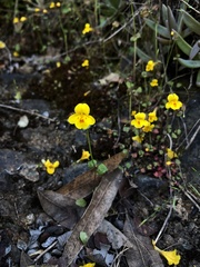 Erythranthe serpentinicola