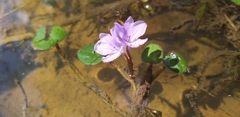 Pontederia diversifolia