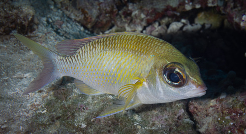 Scolopsis margaritifera