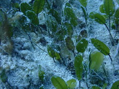 Sea Hyssop (Halophila major)