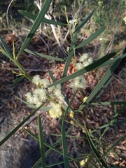 Acacia suaveolens