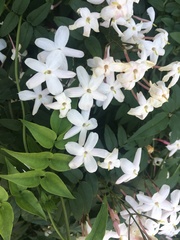 Jasminum polyanthum