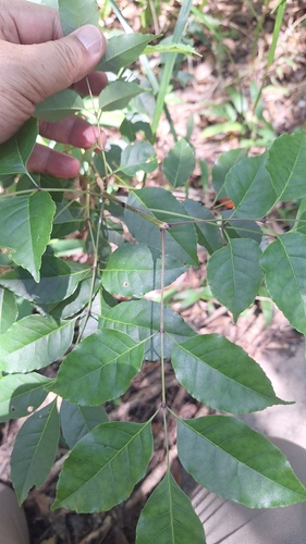 Fraxinus insularis observed 2026-06-21