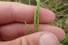 Sphenopholis obtusata