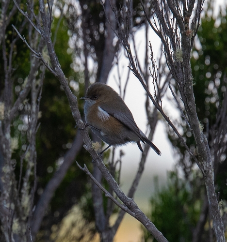 Reunion Grey White-eye (Zosterops borbonicus)