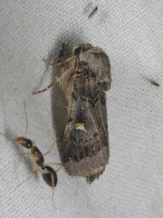 Proteuxoa oxygona