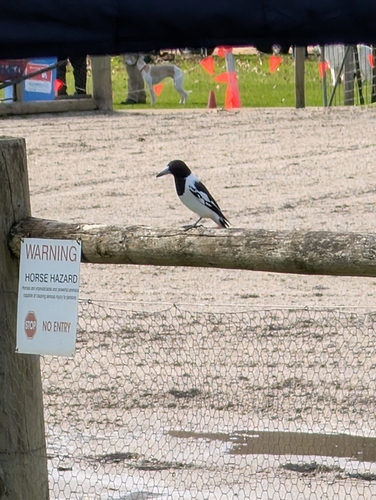Pied Butcherbird